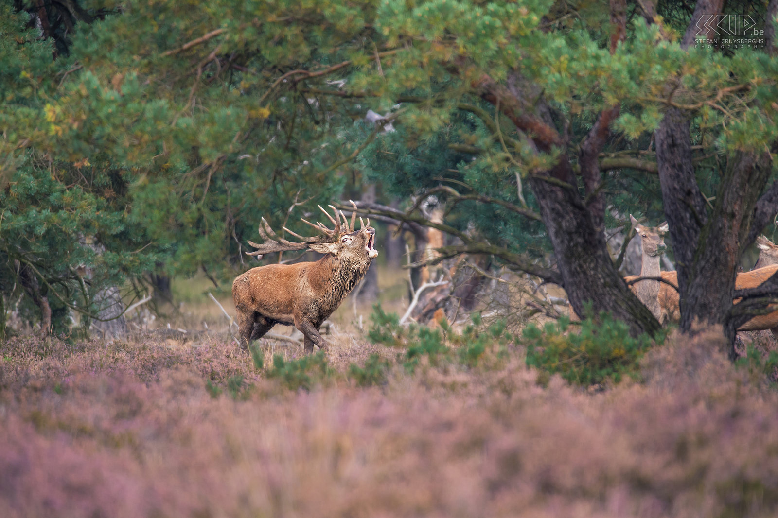 Rutting season in Hoge Veluwe - Roaring deer A male red deer with impressive antlers starts roaring to keep his harem or females together and attract other hinds. Stefan Cruysberghs